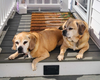 Melanie's dogs relaxing on the porch on a sunny day