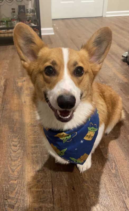 corgi dog with Yoda bandana 