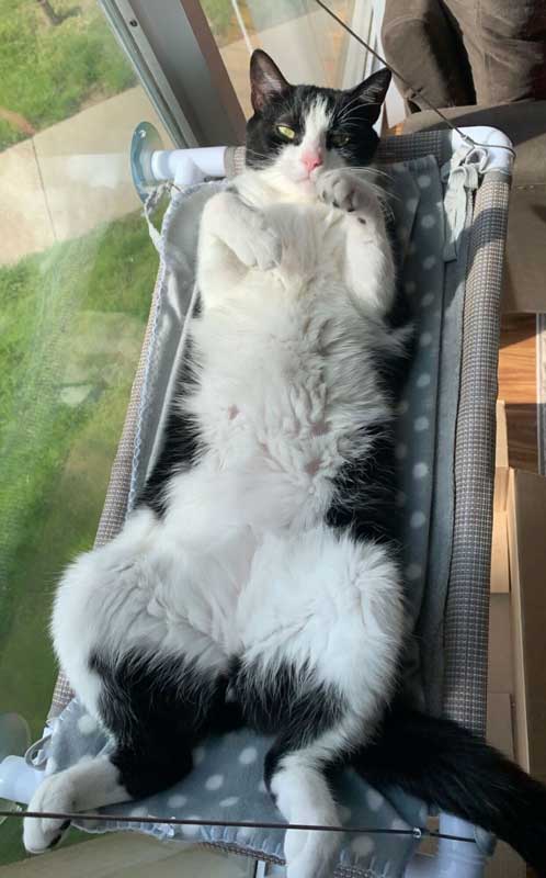 black and white cat relaxing in cat bed